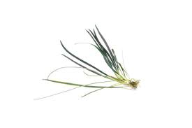 Image result for Limeum fenestratum