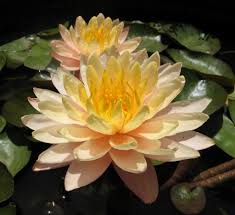 Water Lilies Nymphaea Mangkala Ubol Pond Plants Lotus Flower Pictures Lily Plants