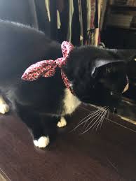 Noosa The Tuxedo Cat Cats Tuxedo Cat Animals