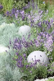 It is human nature to make their ambiances appealing. Lavender Blue Fescue Grass Rhs Hampto Blue Fescue Lavender Garden Flower Show