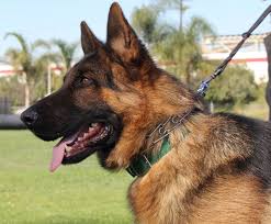 Protection Dogs For Sale Wolfgang Expert Dog Training Dogs For Sale Dogs Family Dogs