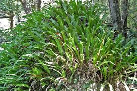 Image result for Microsorum punctatum