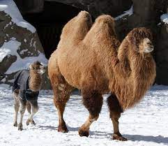 It offers great warmth along with style. Can Camels Survive In Cold Areas Quora