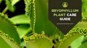Image result for Bryophyllum