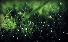 We have an extensive collection of amazing background images. Rain Grass Green Nature Rainbows Wallpapers Hd Desktop And Mobile Backgrounds