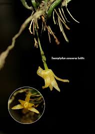 Image result for Taeniophyllum