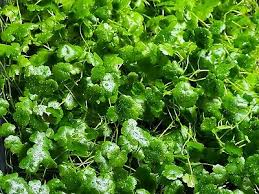 Image result for Hydrocotyle mannii