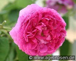 Weeping trees are characterized by soft, limp twigs. Buy Weeping Tree Roses 125 140cm 6 5l Pot Agel Rosen