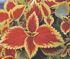 Image result for Coleus buchananii