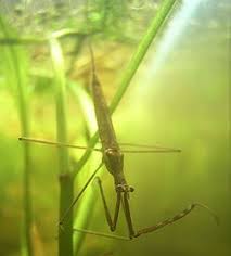 Image result for Nesaea linearis