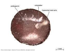 Image result for Sericanthe suffruticosa