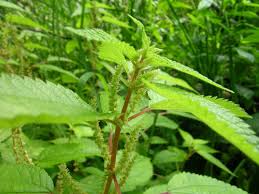 Image result for Boehmeria macrophylla
