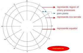 Empty Template For Fundus Drawing Dibujos Y Retina