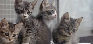 A pet sitter will come to your home and care for your pets. How Much Does It Cost To Spay Or Neuter My Cat Policygenius