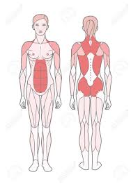 Interactive human muscular system figure front and back views with clickable muscles including rectus abdominis, pectoralis, rectus femoris, gastrocnemius etc. Figure Of The Woman The Scheme Of The Basic Trained Muscles Front And Rear View Royalty Free Cliparts Vectors And Stock Illustration Image 104339778