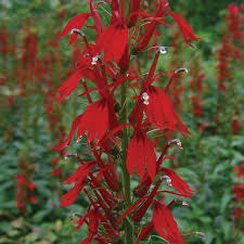 Image result for Lobelia fervens