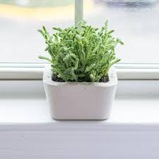 Diy paint concrete succulent planter. Diy Concrete Succulent Planters Using Makers Mix Crafting Concrete