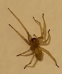 Image result for yellow sac spider bite skin