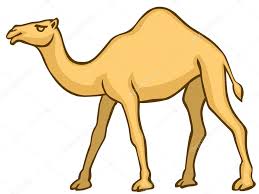 Znalezione obrazy dla zapytania wielbłąd