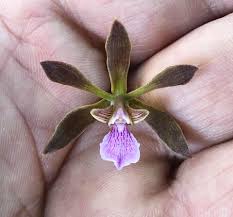 Image result for Seidelia