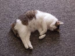 How long are cats pregnant? Cat Pregnancy Stages Everything You Need To Know Petpace Blog