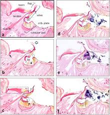 Image result for Pink 1983 Roper