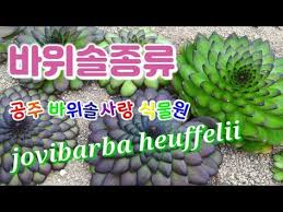 바위솔종류 공주바위솔사랑식물원 바위솔 석부작 과 여러종류 바위솔 물주기 정원 Jovibarba Heuffelii Sempervivum Sempervivum Flower Youtube 2020 정원 정원 아이디어 꽃 정원