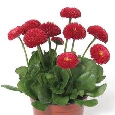 Image result for Bellis