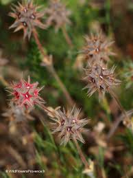 Image result for Trifolium polystachyum