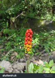 Image result for Anchomanes