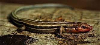 We found a black lizard with a yellow stripe on each side running down it body, red around it's mouth, it is shinny, fast running and is about after reading that the stripes disappear on skinks after maturity, it is possible that the 'red headed lizard' i saw was a mature male five lined skink without the stripes. Skinks Methinks The Littlest Of Those Lizards Are Out And About Nowadays Local Sports Paducahsun Com