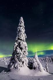Winter Magic Snow Covered Spruce Tree With Aurora Borealis In The Sky In Riisitunturi National P Winter Magic Aurora Borealis Northern Lights Northern Lights