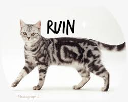 Check spelling or type a new query. 19145 Silver Tabby Cat White Background Silver White Tabby Cats 1384x947 Png Download Pngkit
