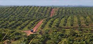 2 plantation agriculture what is plantation agriculture? Donna Haraway And Anna Tsing Reflect On The Plantationocene