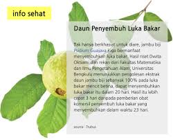 Tumbuhan satu ini sedang dibicarakan. Facebook
