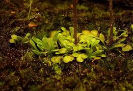 Image result for Genlisea margaretae