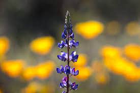 Maybe you would like to learn more about one of these? Common Arizona Wildflowers What To Look For When The Desert Blooms