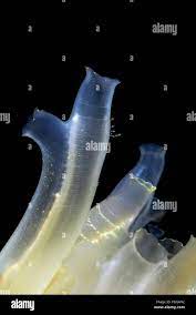 Close-up of colony of Transparent sea squirt or Yellow Sea Squirt (Ciona  intestinalis, Ascidia intestinalis Stock Photo - Alamy