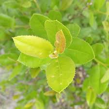 Image result for Paropsia