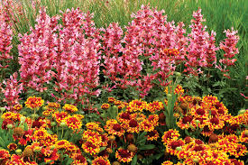 Agastache Jardinier Paresseux