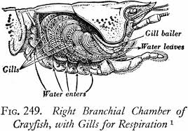 Obtain an article about crayfish or some other arthropod from mrs. Crayfish Dissection Biology Junction