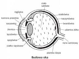 Odwarstwienie siatkówki jest oddzieleniem siatkówki od błony naczyniowej oka. Zdrowa Rodzina Blona Wewnetrzna Oka