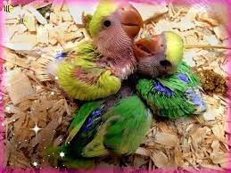 How To Hand Feed Baby Lovebirds Love Birds Pet Love Birds Baby Feeding