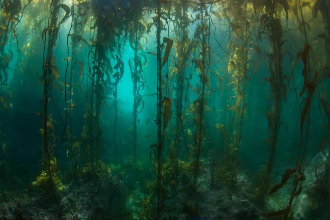Kelp Forests at the End of the Earth - NASA Science