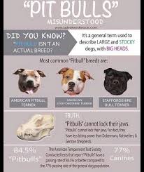 Check What New We Have In Store Love Pitbulls Pitbull Facts Pitbull Awareness Month Pitbulls