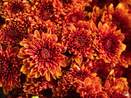 In nature, these plants live in shaded areas like the forest floor. Chrysanthemum Care Tips For Growing Mums In The Garden