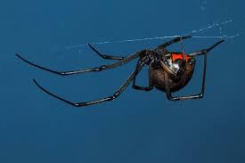 Black widow spiders are found in many areas of the world, but are found mostly in the western hemisphere, particularly north america. True Facts About The World S Most Fear Inducing Spider Natural World Earth Touch News