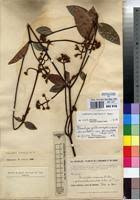 Image result for Landolphia landolphioides