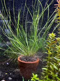 Image result for Eriocaulon