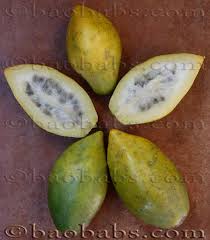 Image result for Carica